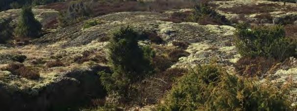 Konsekvenser Utbyggnadsförslaget påverkar inte landskapet i någon större omfattning, då den förläggs parallellt med befintliga ledningar längs hela sträckan.