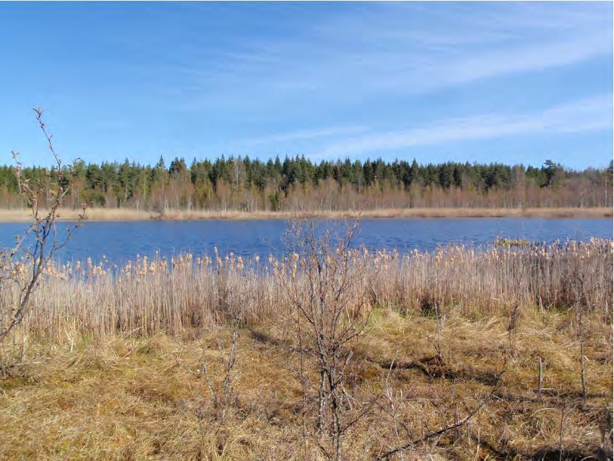 Figur 16. Mörtsjön med vassbälte.