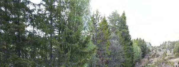 med påtagligt naturvärde och två med visst naturvärde bedömts på den aktuella sträckan.