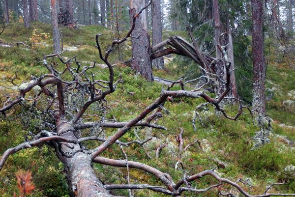 Flarkberget, Natureservat Dag 1, Stopp 2 Vackra och