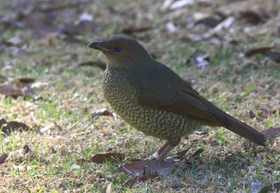 Warbler, Inland och Yellow-rumped Thornbill, Whitebrowed Babbler, Little Woodswallow, Restless Flycatcher (fina obsar), Jacky Winter, Red-capped Robin (som samlade biomaterial).