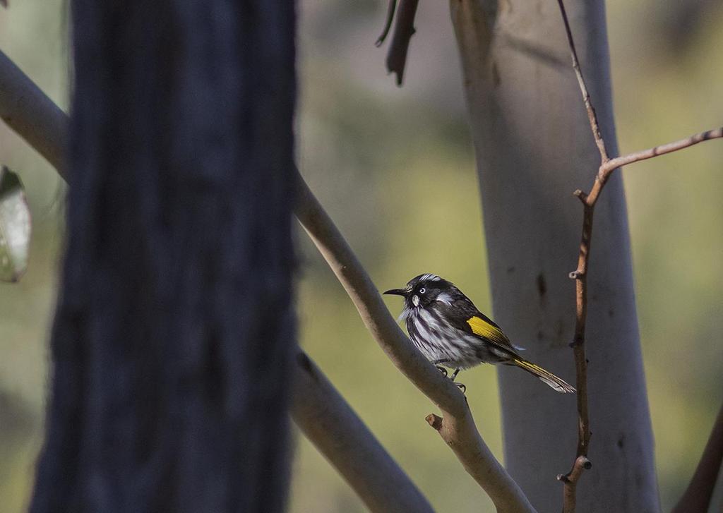 New Holland Honeyeater. Girraween NP. Foto: Fredrik Salin Artlista fåglar 1 Southern Cassowary Casuarius casuarius (Hjälmkasuar) 1 Mount Hypipamee NP 11.
