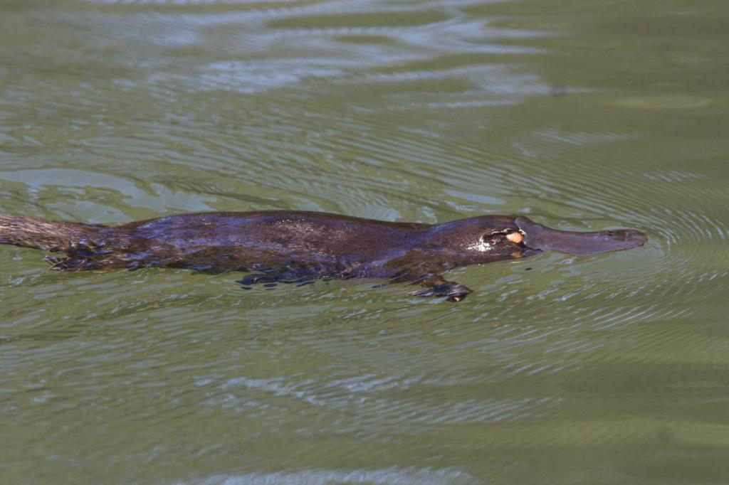 Platypus. Lake Tarzalai. Foto: Göran Pettersson Däggdjur 1 Platypus Ornithorhynchus anatinus (Näbbdjur) Endemisk 3 Lake Tarzali 9.9, 1 Atherton Tablelands 9.9, 1 Bromfield Swamp 12.