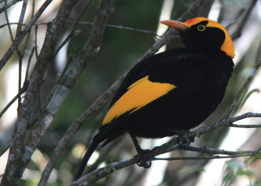 Regent Bowerbird, en av sju arter lövsalsfåglar under resan.