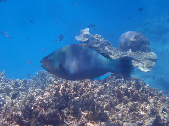 En viktig art för norra delen av resan. Vi fick även se fågeln bra. En mycket fin dag var till ända! På kvällen buffémiddag på hotellet. Fiskrikt på korallreven vid Hastings Reef.