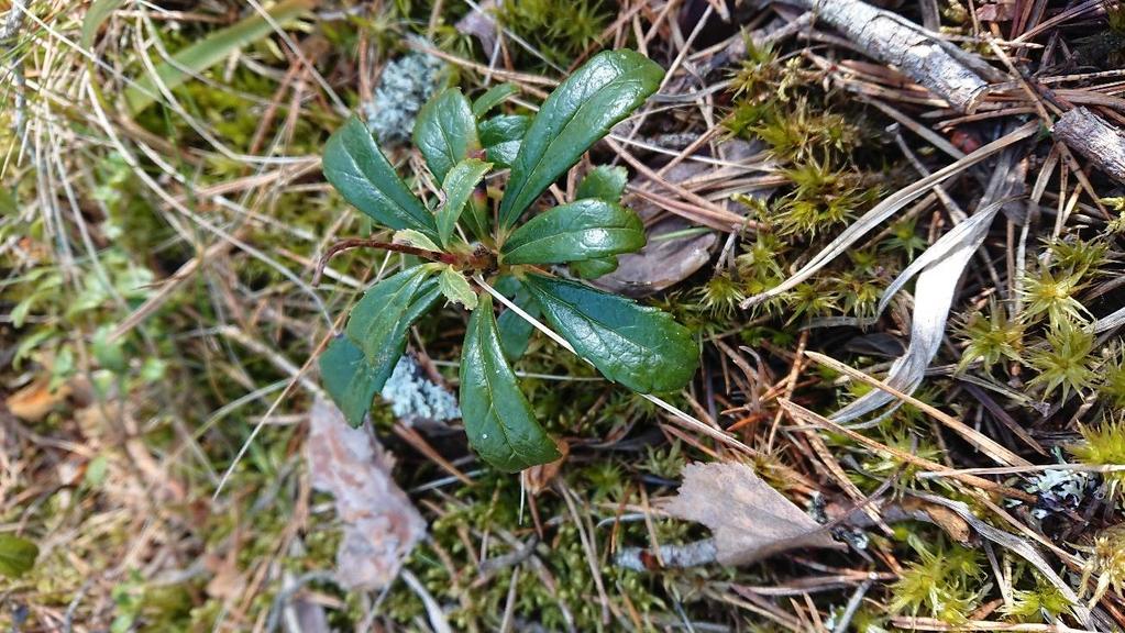 Sammanfattning Eskilstuna kommun beställde en naturvärdesinventering av Naturföretaget av nio områden inom Logistikparken i Kjula som ska sparas som gröna områden.