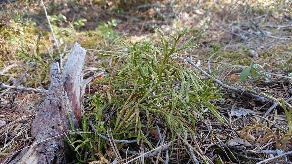 Definitioner av funna naturtyper Några av namnen på naturtyper som används i rapporten som kan behöva definieras: Barrblandskog Skog som består av minst 70% gran + tall.
