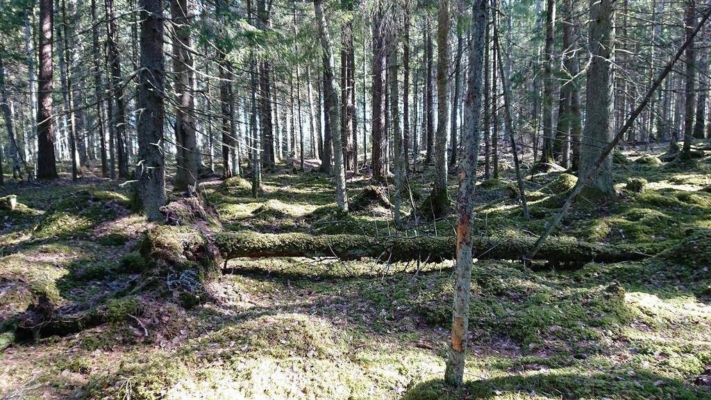 Trolig förekomst Knärot finns rapporterad från det nordligaste inventeringsområdet och finns sannolikt kvar i området.