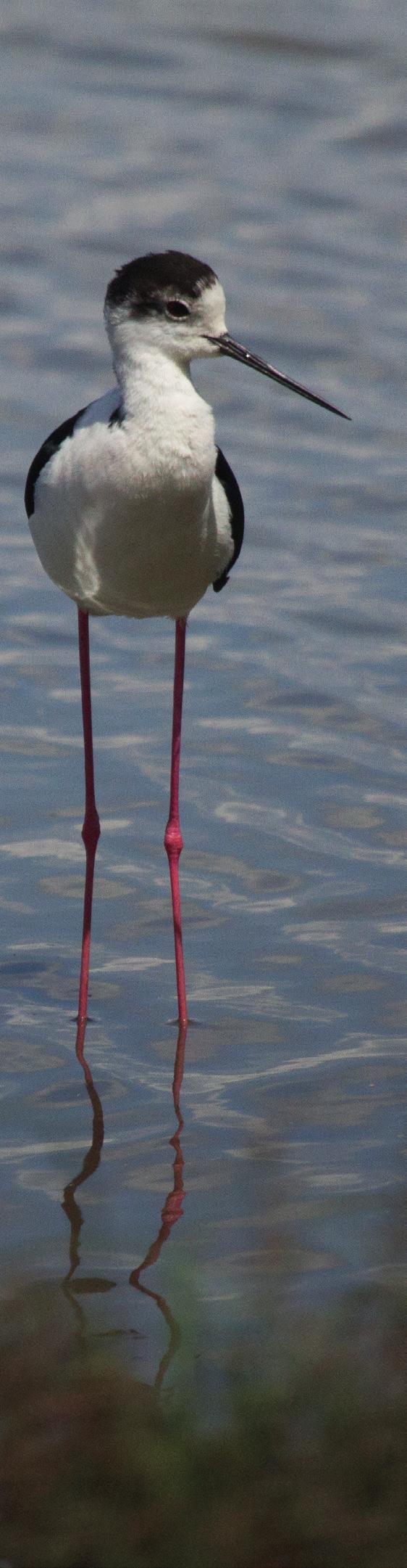 Purpurhäger Ardea purpurea [Purple Heron] Sågs vid 2 tillfällen, vid Albufera och Albufereta Bronsibis Plegadis falcinellus [Glossy Ibis] Sågs 1 gång på Albufera Större Flamingo Phoenicopterus roseus