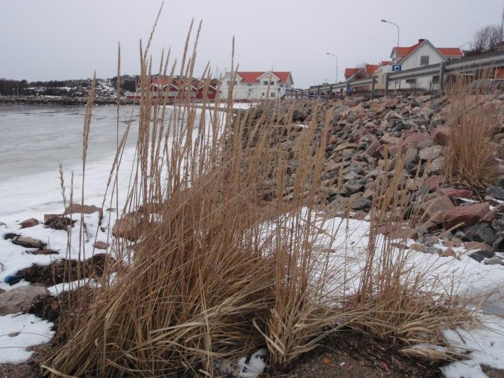 OMRÅDESBESKRIVNING Strandvegetation I gränsen mellan sandstranden och land förekommer mindre vegetationsgrupper med strandråg Leymus arenarius (bilden nedan) samt Honkenya peploides (se områdena A