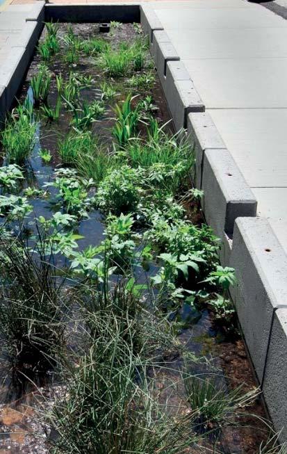 gardens Strama rain gardens som klarar torka så