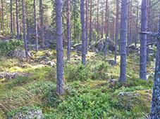 I östra Utsjö, norr om Lugnet, är den visuella kontakten med älven mer påtaglig, särskilt med avlövade träd. Husen är mer gruppvis ställda i en glesare struktur.