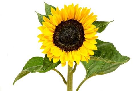Konst- och Hälsomässa Föreningslokalen Tolg lördagen den 14 september 11.00-17.00 Vi presenterar lokala konstnärer och terapeuter!