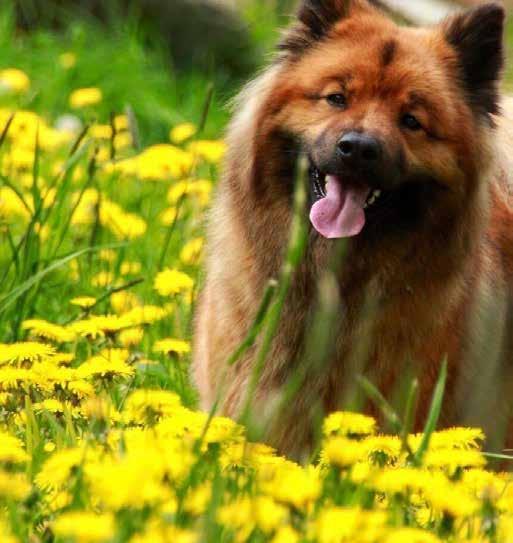 Hälsoenkät Eurasier är en frisk och sund hundras. Men någon procent drabbas varje år av allvarlig sjukdom som kan vara ärftlig.