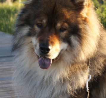 Stå fint och hantering Flytta övningarna ut från köket och belöna med något riktigt smaskigt som en köttbulle när hunden stått still och låtit sig hanteras och visat tänderna utan att rygga.