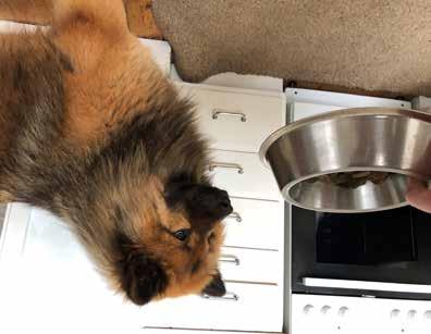 från den! In memoriam Här kan du sätta in en minnesannons om din eurasier har gått bort. Den kostar inget och är en ¼-sida.