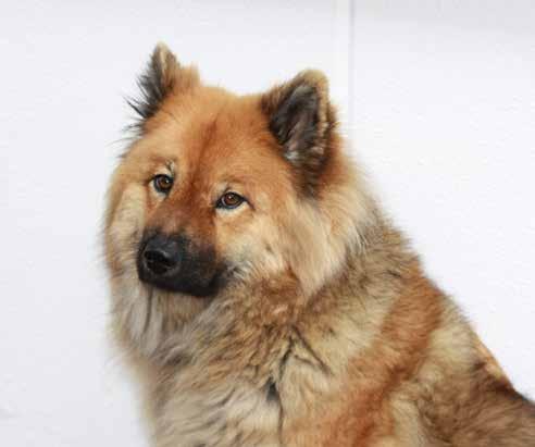 I.B. EE CH FI UCH LT & LV CH NO UCH SE UCH Fridlyckans Ina Indiana SE11033/2015 Här presenteras hundar som fått nya titlar: 25 januari 2019 till 30 april 2019 Eurasi e rkl u b b e n