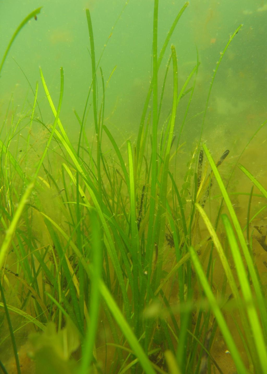 Typiska arter för naturtypen sublittorala