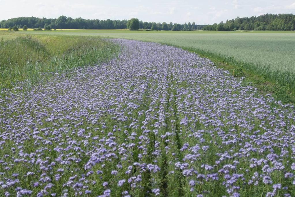 Pollinatörer i blomrika kantzoner - en fältundersökning av förekomsten av pollinatörer i insådda blommande remsor i fältkanter i slättbygdsområden i Sverige Sören Eriksson och Maj Rundlöf Insådd