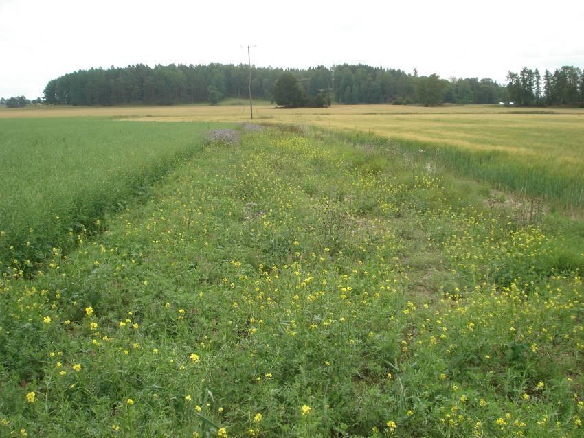 En del remsor av fr.a. fodervicker, men även perserklöver, hade rejäla problem med ogräs, här fodervicker (Mälby, Uppland).