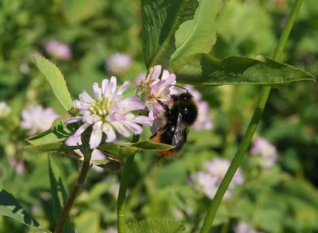 Stenhumlan uppskattade perserklövern. Bombus lapidarius on Trifolium resupinatum. Fodervicker Fodervickern konkurrerade sämre med ogräs, och blommade tidigt och under en kort period.