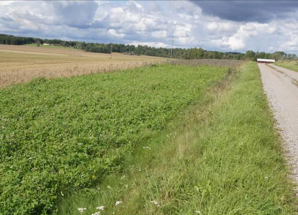 antal fjärilar. Försöken tyder också på att perserklövern blev mer och mer intressant i och med att honungsörten blommade över.