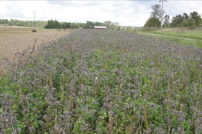 Här växte klövern upp igenom honungsörten och tog över rollen som nektarproducent i remsan, när honungsörten blommat över. Putsning av grödan här förlängde blomningssäsongen ytterligare.