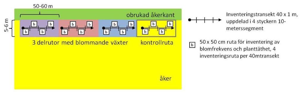4. Material och metoder 4.1 Försöksupplägg Placering I tre regioner i Sverige; Skåne, Västra Götaland och Mälardalen, såddes 21 remsor med ettåriga örter in i fältkanter i vårsådda fält.