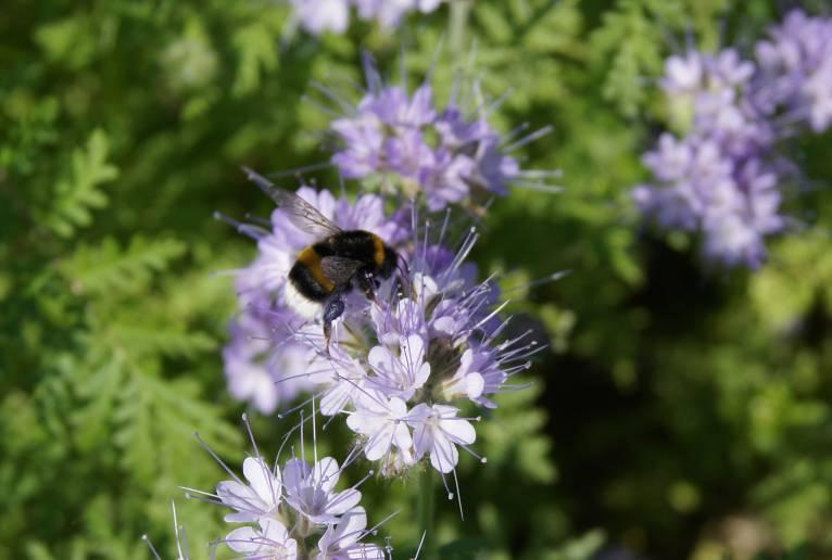 Val av örter De tre örter som valdes är alla ettåriga, ger rikligt med nektar (och pollen) och är intressanta för pollinatörer.