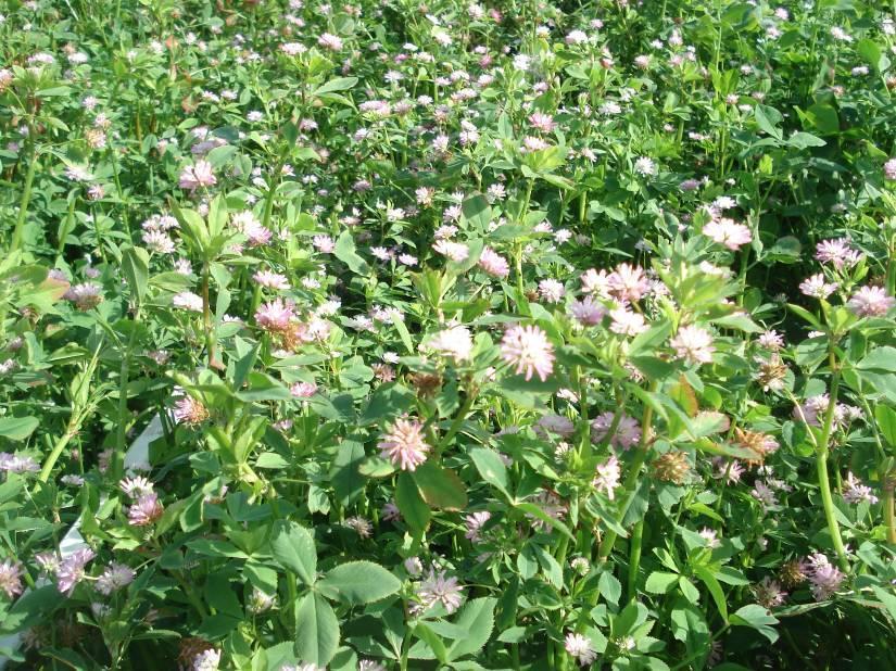 Perserklöver i full blom vid sista inventeringen, början på augusti. Trifolium resupinatum in full flowering during the last survey round, in the beginning of August.
