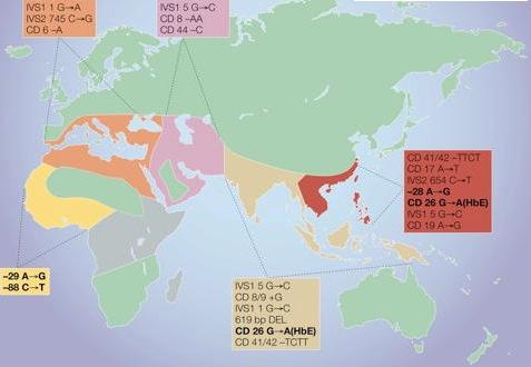 Global distribution av beta-thalassemi Wheatherall DJ, Nat Rev Genetics 2001; 2:245 Stor variation inom länder/regioner!