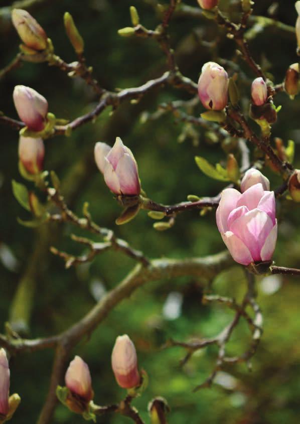 Tidig vår blommar magnolior på bar kvist.