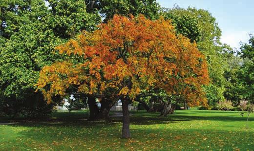 FÄRGPRAKT Ett fint inslag på hösten är det färgstarka kinesträdet, som då även bär på iögonfallande, uppblåsta frukter.