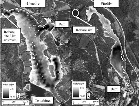 En jämförelse mellan den tredimensionella inmätningen av smolten och mätta strömmar visade att smolt mestadels passivt följde med strömmen.