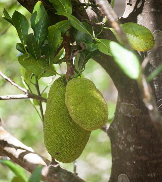 Vin Även om mycket har hänt de senaste åren är det fortfarande svårt att hitta anständiga viner på Thailands mindre öar och destinationer. Vatten Viktigaste drycken under din tid på Phi Phi-öarna.