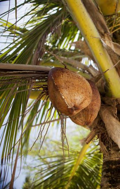 Mangoträd Mangoträden har också vackra och goda frukter, snart på en tallrik nära dig! Tamarind växer på Phi Phi-öarna liksom kokospalmen.