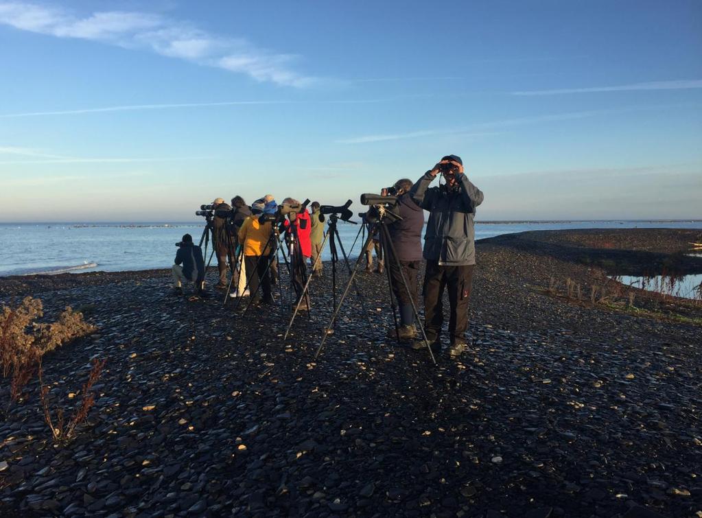 Skådning vid Ölands Södra Udde 18 sep. Foto: Ola Bondesson INLEDNING I september 2018 genomförde AviFauna sin sjätte resa till Öland och den första resan på hösten.