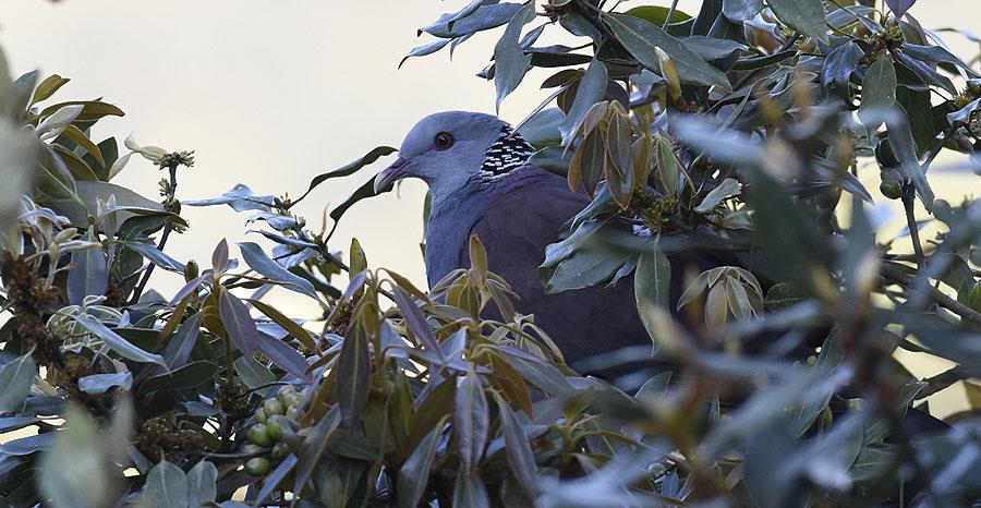 2 och 2 Ooty 16.2. Nilgiri Wood Pigeon, Ooty. Foto: Leif Lagerstedt 103 Andaman Wood Pigeon Columba palumboides [Andamanduva] Endemisk 1 Jira Tang 23.2. 104 Eurasian Collared Dove Streptopelia decaocto decaocto [Turkduva] 4 Mysore 20.