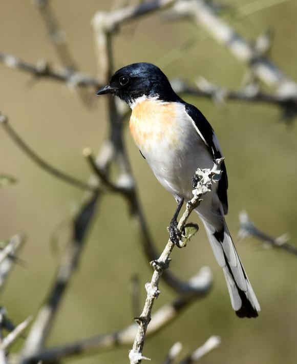 mycket bra fälthandbok). Vi fick också fina observationer på Brown-breasted Flycatcher och Nilgiri Flowerpecker.