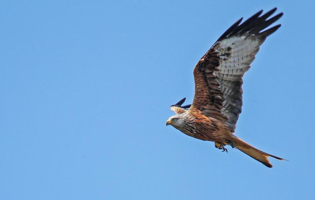 Röd glada är vanlig på Österlen. Foto: Lars Olofsson INLEDNING En knapp vecka i slutet av maj i vackra och fågelrika Österlen är lätt att fylla med fina upplevelser.