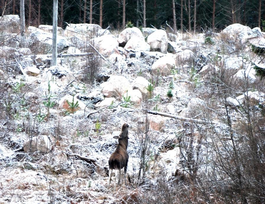 Älgen rör sig längs skogsbrynet och sträcker sig efter rönn och Salixskott. Med stabil tillgång till foder i landskapet under och mellan år minskar man problemen med betesskador.