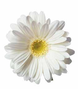 SOMMAR MED BARKÅKRA FÖRSAMLING Program vecka 30: Måndag 22 juli Tisdag 23 juli Onsdag 24 juli Kl.8 11: Förmiddag i församlingsparken Heliga danser i gröngräset, meditation i kyrkan och samtal.