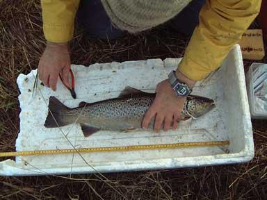 Bild 3. Märkning av lekvandrande havsöring. strandbrinken och skapat utmärkta uppehållsplatser för större fisk. Här har inga biotopåtgärder skett under senare tid.
