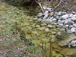 Kanaliserad del av Hultungsån. Bilden är från september 2002 då ån höll betydligt mera vatten än vid inventerinstillfället i september 2004. Bild 5. Lekande havsöringspar på nyanlagd lekplats.