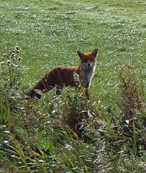 Mört observerades strax nedströms Elingsfors och spigg på sträckan vid Millumträsks naturreservat.