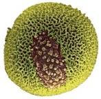 Björkpollen relaterade