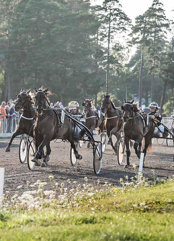 www.visbytravet.