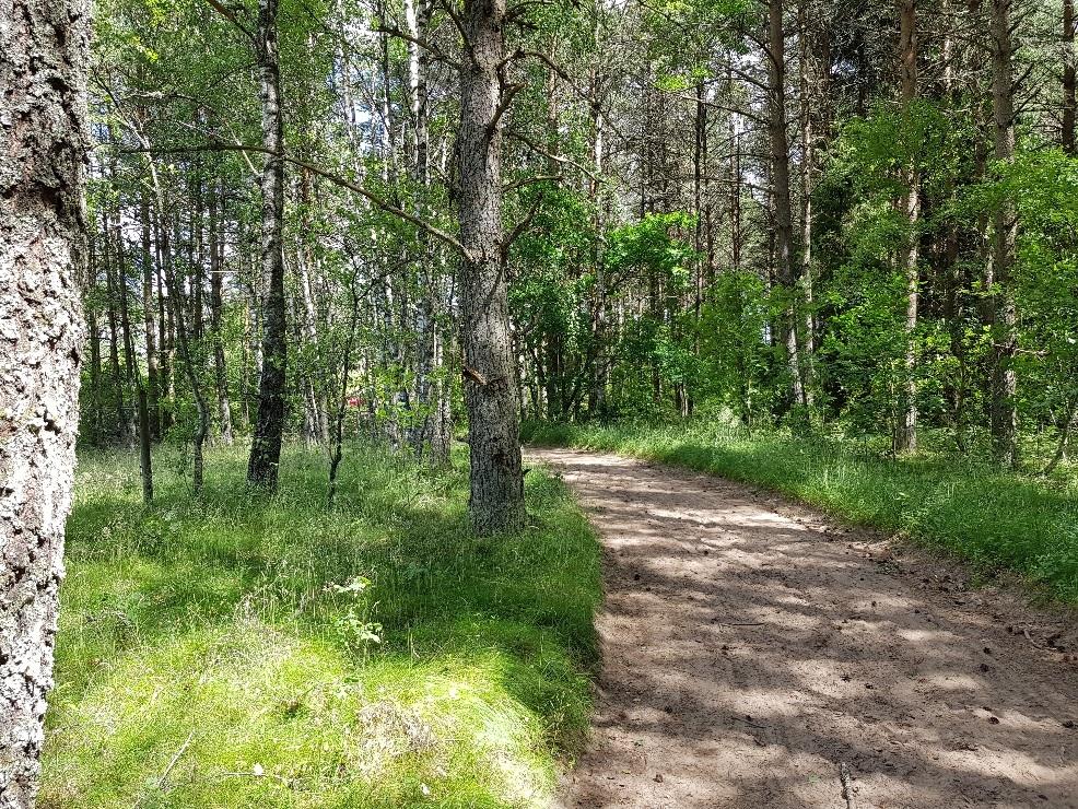 FÖRUTSÄTTNINGAR OCH FÖRÄNDRINGAR Mark, vegetation & naturvärden Planområdet är till största delen skogbeklädd. Det finns också en del hägn för hästar samt ridstigar.