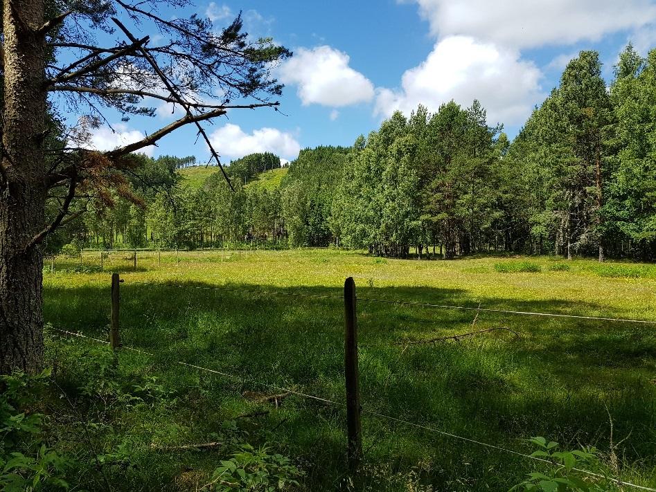 Den sammantagna bedömningen är att området har relativt låga värden för fågel- och fladdermusfaunan då hålträd, stora och gamla träd saknas.