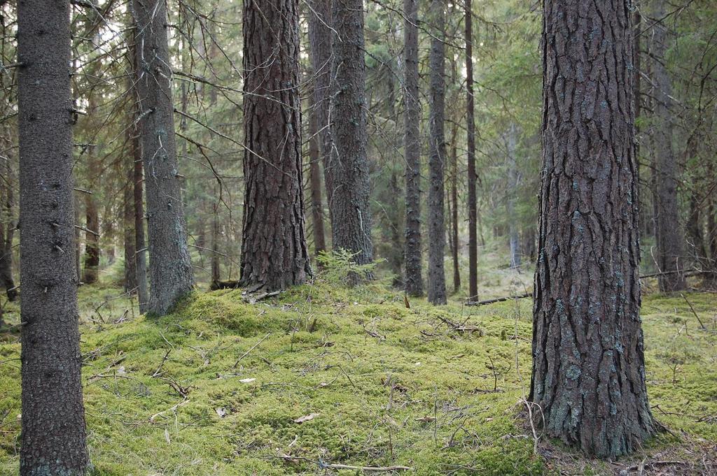 1 Anvisningar för OL-tävlingar i Småland